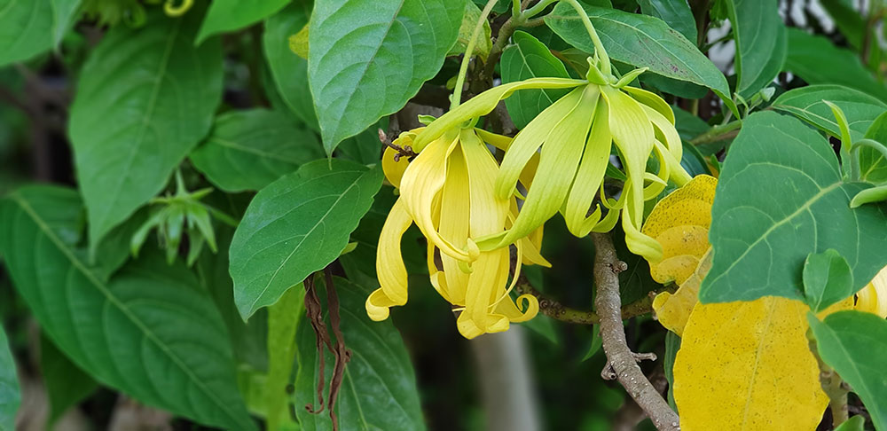 Trade Success No.24 - Comoros: The EPA and EU-funded projects, true drivers of growth and innovation for the development of ylang-ylang exports